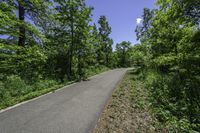 paved road passing through a green forest under blue sky with clouds above it by trees