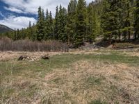 an image of a field that has snow on the mountain top in the background and a stream running through the forest