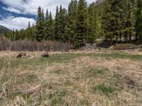 an image of a field that has snow on the mountain top in the background and a stream running through the forest