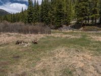 an image of a field that has snow on the mountain top in the background and a stream running through the forest