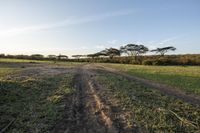 two dirt tracks run through grassy field with trees in the distance, with blue sky and grass behind them