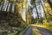 Scenic Road in Bellingham, Washington - Nature 001