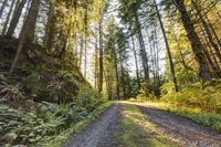 Scenic Road in Bellingham, Washington: Nature 002
