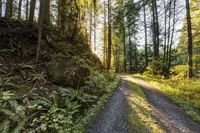 Scenic Road in Bellingham, Washington: Nature 003