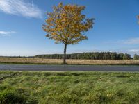 Scenic Road in Berlin: A Tree-Lined Landscape