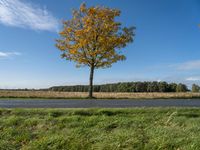 Scenic Road in Berlin: A Tree-Lined Landscape