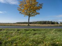 Scenic Road in Berlin: A Tree-Lined Landscape