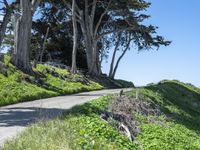 Scenic Road in the California Coastal Landscape