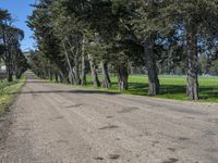 an empty road that is lined with pine trees in a field near the trees on the side