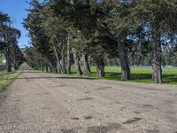 an empty road that is lined with pine trees in a field near the trees on the side