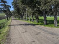 an empty road that is lined with pine trees in a field near the trees on the side