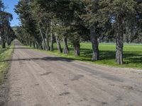 an empty road that is lined with pine trees in a field near the trees on the side