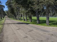 an empty road that is lined with pine trees in a field near the trees on the side