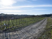 the road leads through the fenced vineyards field with lots of green grass on it