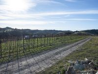 the road leads through the fenced vineyards field with lots of green grass on it