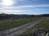 the road leads through the fenced vineyards field with lots of green grass on it