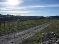 the road leads through the fenced vineyards field with lots of green grass on it