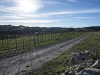 the road leads through the fenced vineyards field with lots of green grass on it