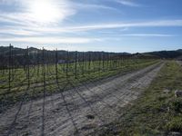 the road leads through the fenced vineyards field with lots of green grass on it