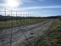 the road leads through the fenced vineyards field with lots of green grass on it