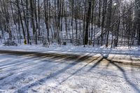 Scenic Road: Canadian Landscape and Trees