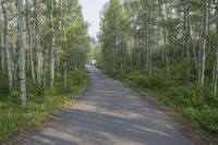 Scenic Road through Colorado Forest and Mountain Landscape 001