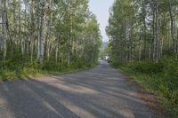 Scenic Road Through Colorado Forest and Mountain Landscape 002