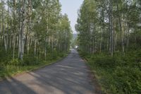 Scenic Road in Colorado Forest Mountain Landscape 003