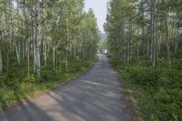 Scenic Road in Colorado Forest Mountain Landscape 004