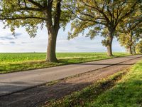 there are many trees on the other side of a road in this country town area