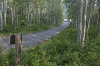 an empty road next to the side of a forest filled with trees and bushes near a van