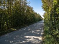 a road and some trees are shown in the picture during the day time in the summer