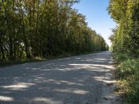 a road and some trees are shown in the picture during the day time in the summer