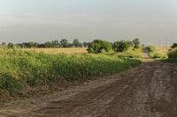 a dirt road with a stop sign in the middle of it's middle grass field