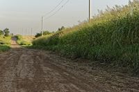 a dirt road with a stop sign in the middle of it's middle grass field