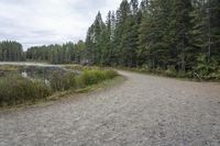 a path leading to a lake near some trees and bushes next to the road with a bicycle on it