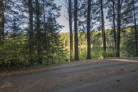 Scenic Road Surrounded by Larch Trees in Ontario, Canada