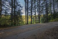 Scenic Road Surrounded by Larch Trees in Ontario, Canada