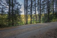 Scenic Road Surrounded by Larch Trees in Ontario, Canada