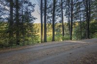 Scenic Road Surrounded by Larch Trees in Ontario, Canada