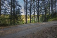 Scenic Road Surrounded by Larch Trees in Ontario, Canada