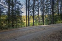 Scenic Road Surrounded by Larch Trees in Ontario, Canada