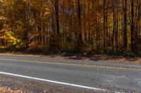 a paved road is lined with leaf covered trees and yellow leaves falling to the ground