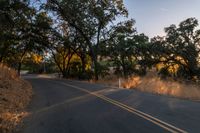 a photo of the road lined by trees in the sunlight to show safety and warmth