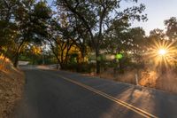 a photo of the road lined by trees in the sunlight to show safety and warmth