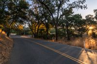 a photo of the road lined by trees in the sunlight to show safety and warmth