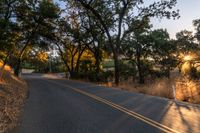 a photo of the road lined by trees in the sunlight to show safety and warmth