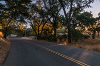 a photo of the road lined by trees in the sunlight to show safety and warmth