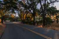 a photo of the road lined by trees in the sunlight to show safety and warmth