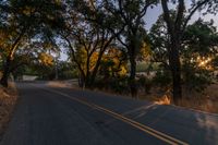 a photo of the road lined by trees in the sunlight to show safety and warmth